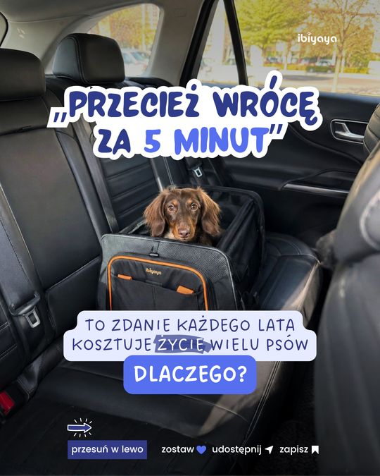 Karuzela „Przecież wrócę za 5 minut” o psach w nagrzanym aucie dla Ibiyaya