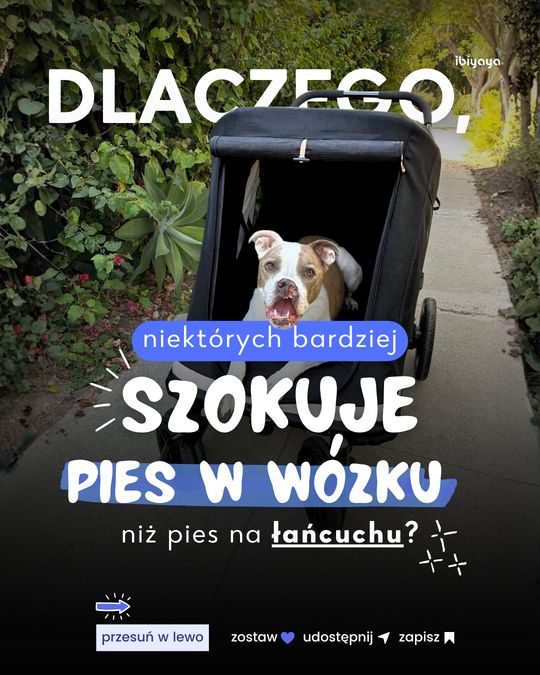 Karuzela „Dlaczego niektórych bardziej szokuje pies w wózku” dla Ibiyaya